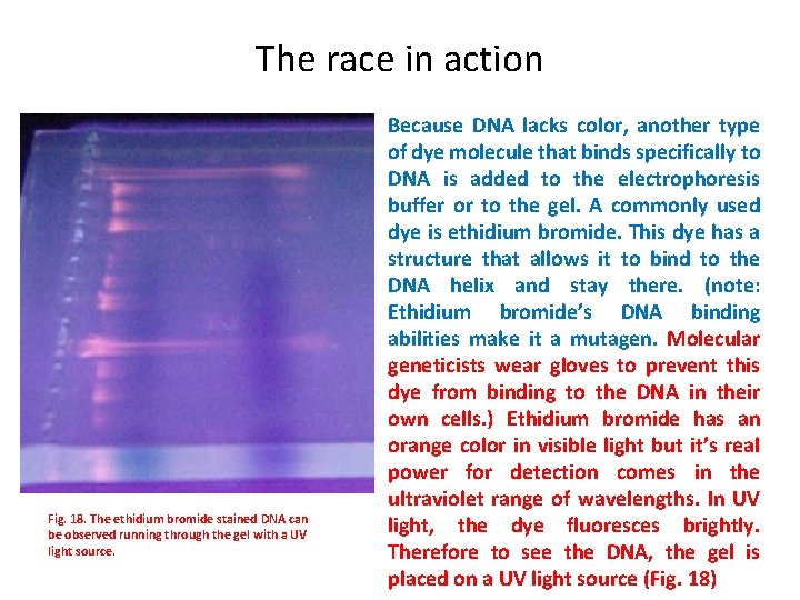The race in action Fig. 18. The ethidium bromide stained DNA can be observed