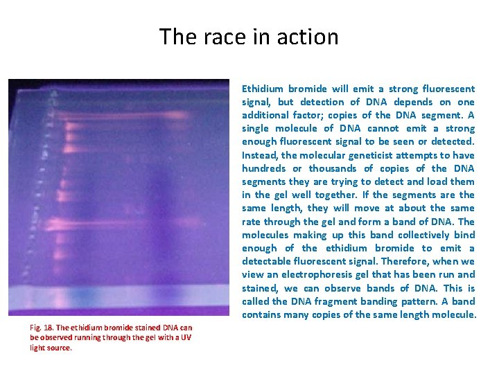 The race in action Ethidium bromide will emit a strong fluorescent signal, but detection