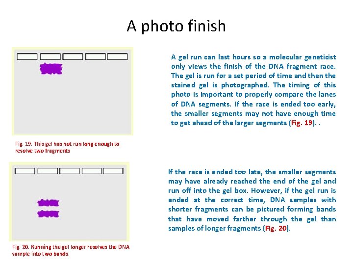 A photo finish A gel run can last hours so a molecular geneticist only