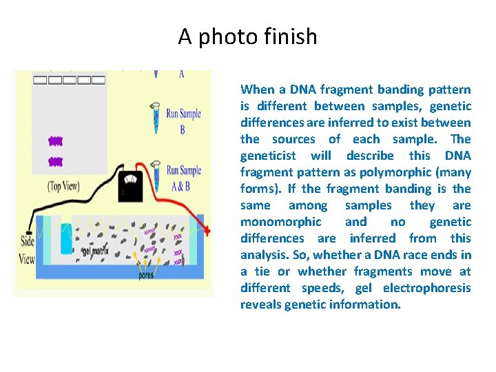 A photo finish When a DNA fragment banding pattern is different between samples, genetic