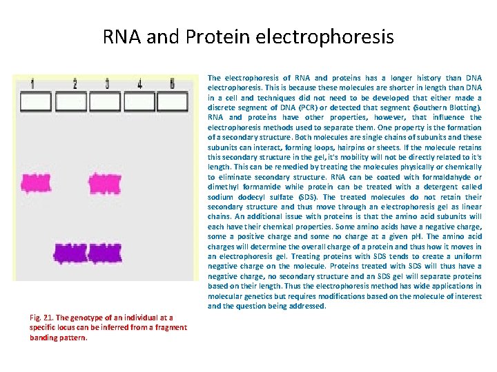 RNA and Protein electrophoresis The electrophoresis of RNA and proteins has a longer history