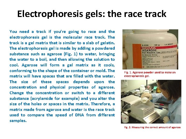 Electrophoresis gels: the race track You need a track if you’re going to race