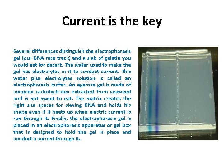 Current is the key Several differences distinguish the electrophoresis gel (our DNA race track)