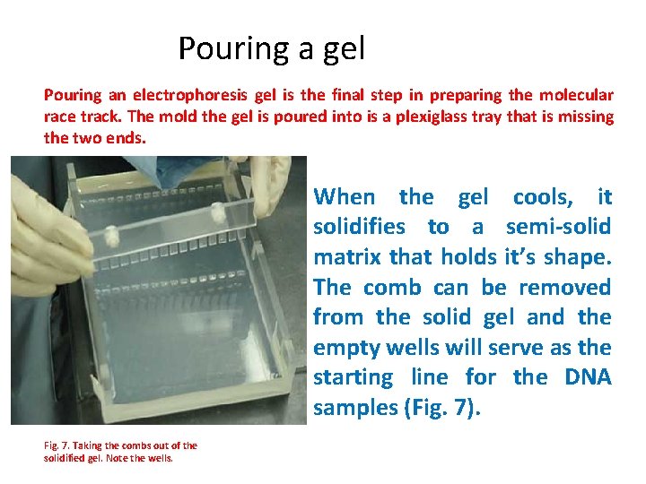 Pouring a gel Pouring an electrophoresis gel is the final step in preparing the