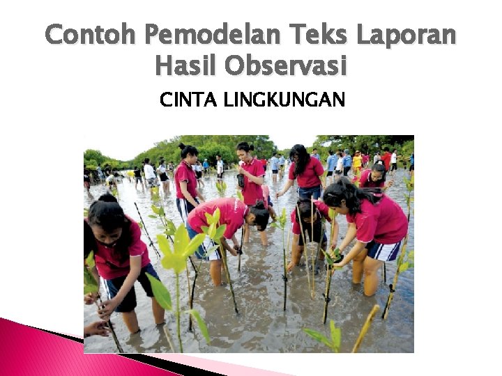 Contoh Pemodelan Teks Laporan Hasil Observasi CINTA LINGKUNGAN 