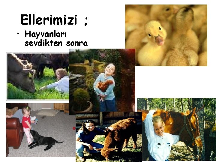 Ellerimizi ; • Hayvanları sevdikten sonra Bulaşıcı Hastalıklar Şubesi 19 