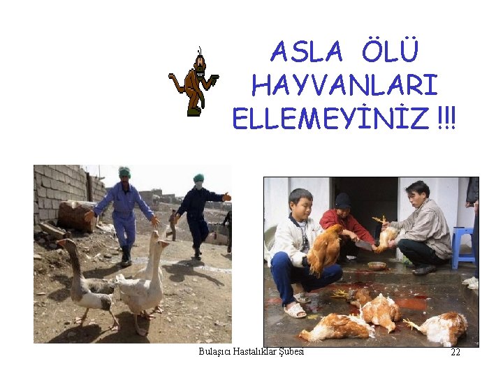 ASLA ÖLÜ HAYVANLARI ELLEMEYİNİZ !!! Bulaşıcı Hastalıklar Şubesi 22 