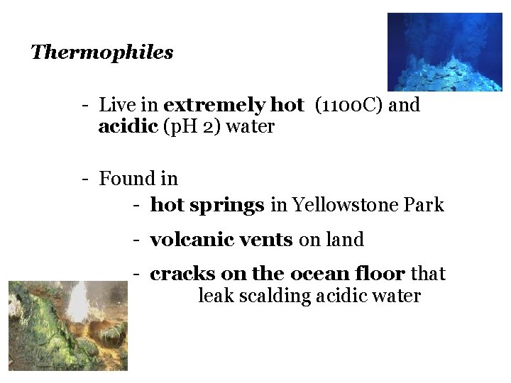 Thermophiles - Live in extremely hot (1100 C) and acidic (p. H 2) water