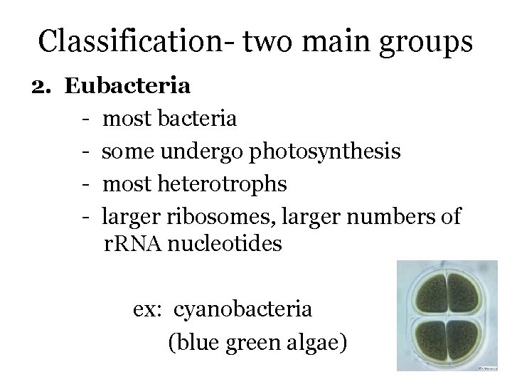 Classification- two main groups 2. Eubacteria - most bacteria - some undergo photosynthesis -
