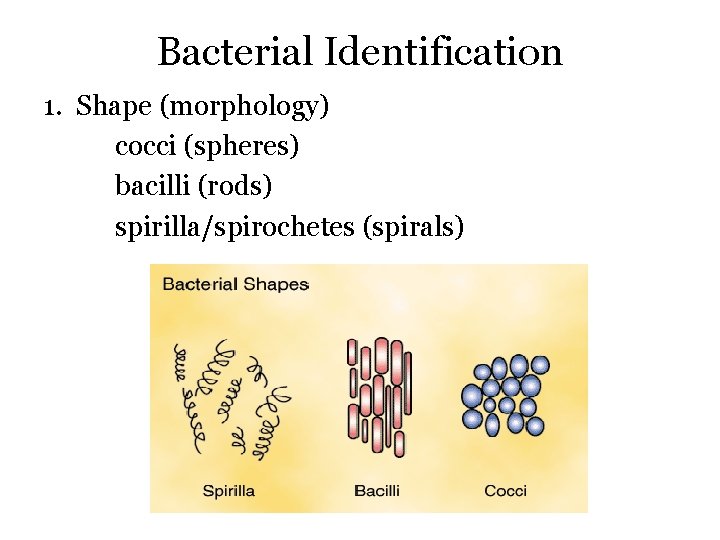 Bacterial Identification 1. Shape (morphology) cocci (spheres) bacilli (rods) spirilla/spirochetes (spirals) 