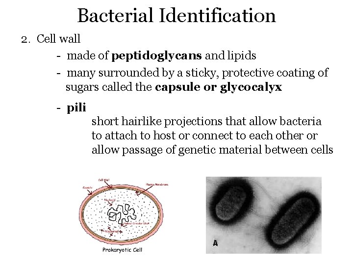 Bacterial Identification 2. Cell wall - made of peptidoglycans and lipids - many surrounded