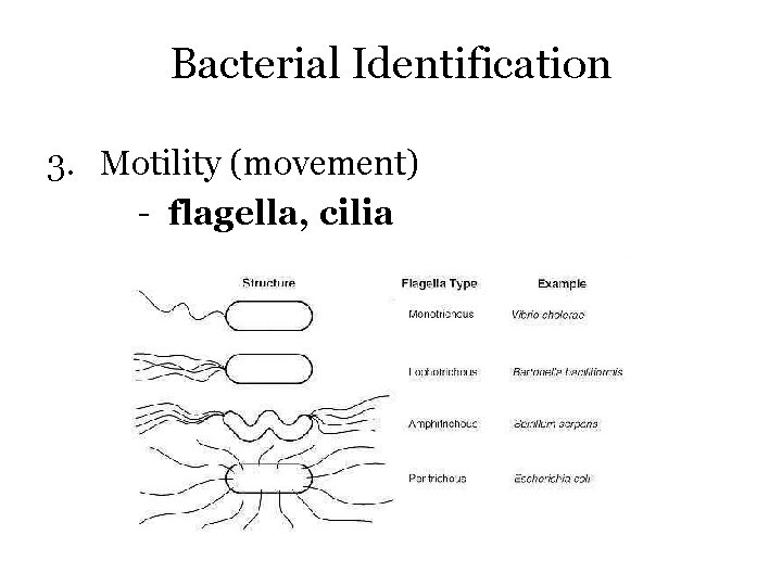 Bacterial Identification 3. Motility (movement) - flagella, cilia 