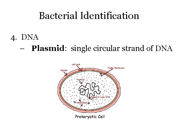 Bacterial Identification 4. DNA – Plasmid: single circular strand of DNA 