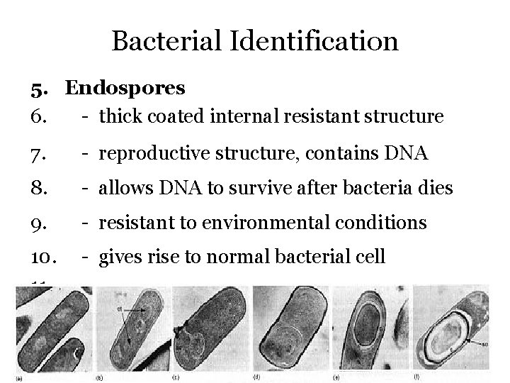 Bacterial Identification 5. Endospores 6. - thick coated internal resistant structure 7. - reproductive