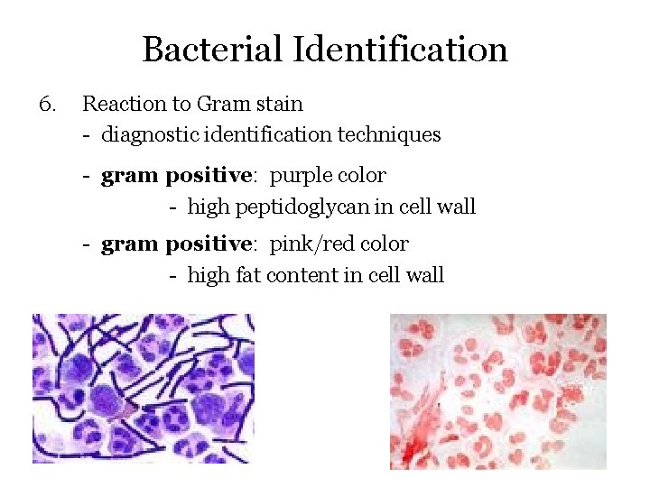 Bacterial Identification 6. Reaction to Gram stain - diagnostic identification techniques - gram positive: