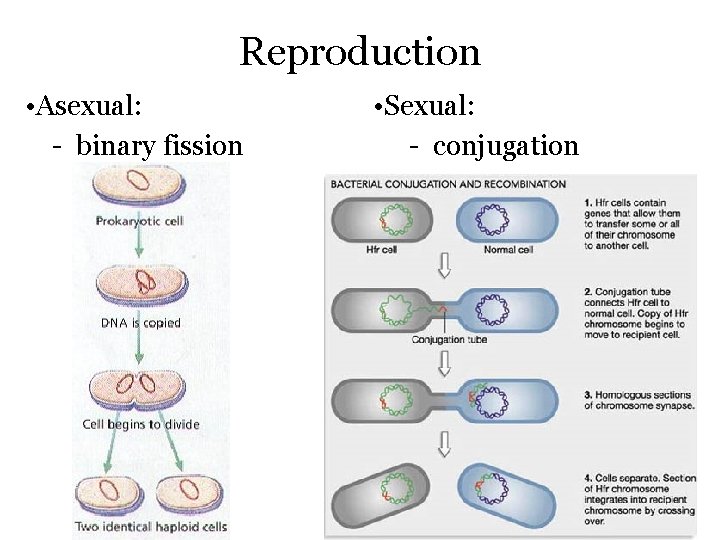 Reproduction • Asexual: - binary fission • Sexual: - conjugation 