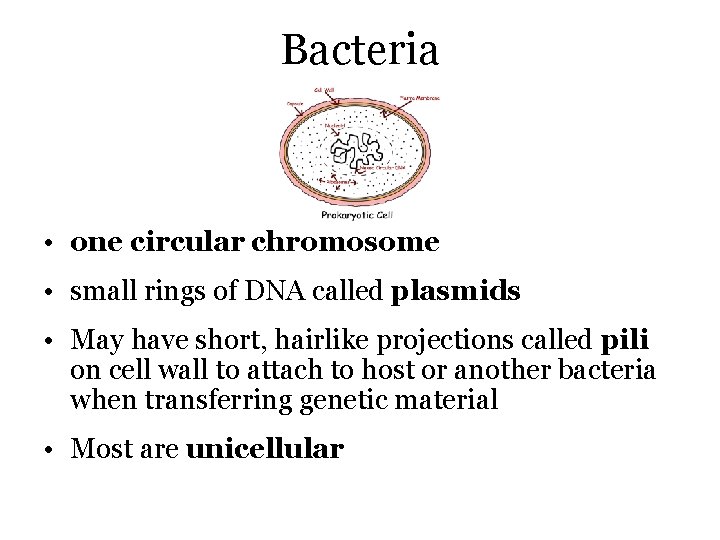 Bacteria • one circular chromosome • small rings of DNA called plasmids • May
