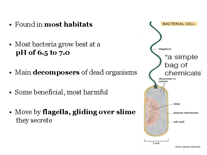  • Found in most habitats • Most bacteria grow best at a p.