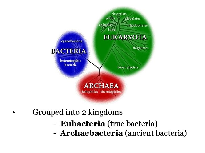  • Grouped into 2 kingdoms - Eubacteria (true bacteria) - Archaebacteria (ancient bacteria)