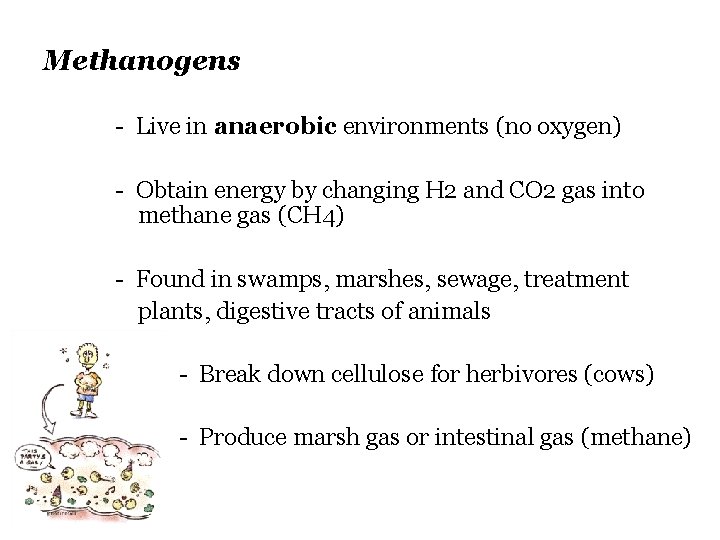 Methanogens - Live in anaerobic environments (no oxygen) - Obtain energy by changing H
