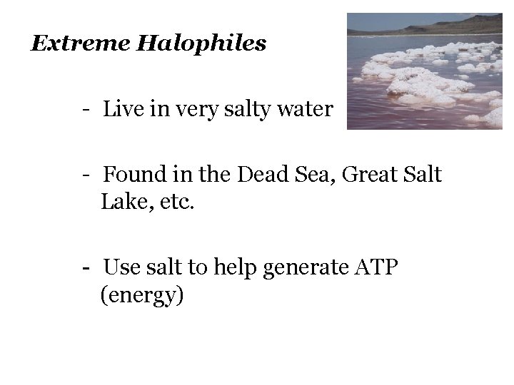 Extreme Halophiles - Live in very salty water - Found in the Dead Sea,