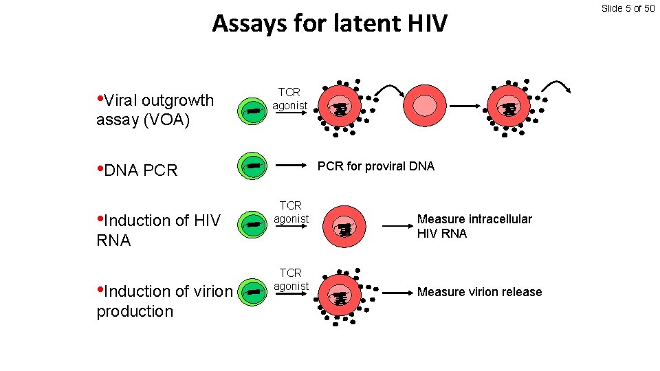 Assays for latent HIV • Viral outgrowth assay (VOA) TCR agonist • DNA PCR