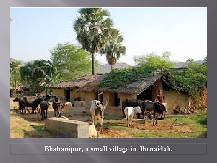 Bhabanipur, a small village in Jhenaidah. 
