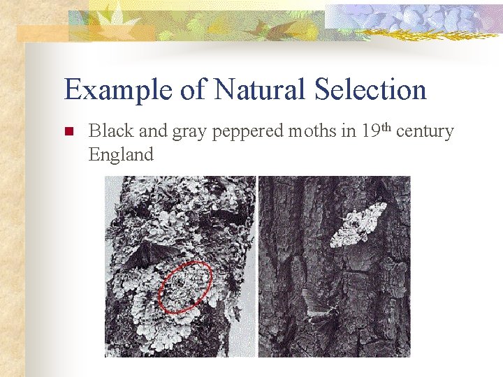 Example of Natural Selection n Black and gray peppered moths in 19 th century