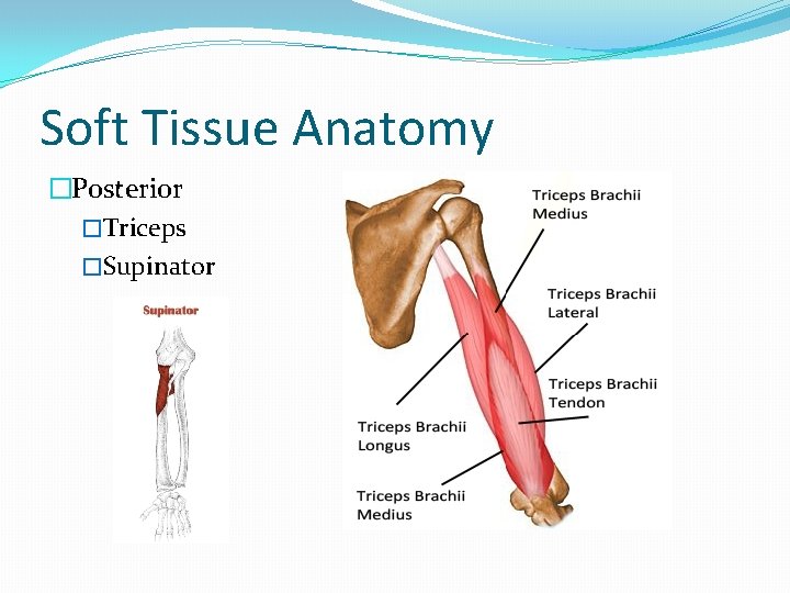 Soft Tissue Anatomy �Posterior �Triceps �Supinator Soft Tissue Anatomy �Posterior �Triceps �Supinator