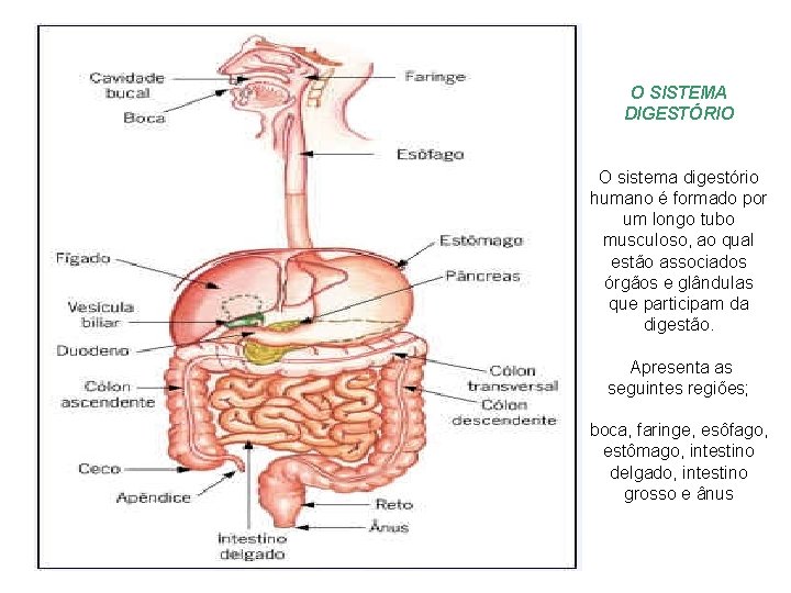 O SISTEMA DIGESTÓRIO O sistema digestório humano é formado por um longo tubo musculoso,