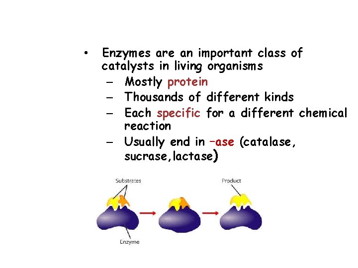  • Enzymes are an important class of catalysts in living organisms – Mostly