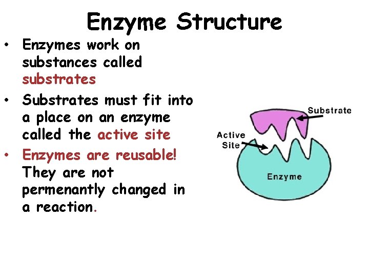 Enzyme Structure • Enzymes work on substances called substrates • Substrates must fit into