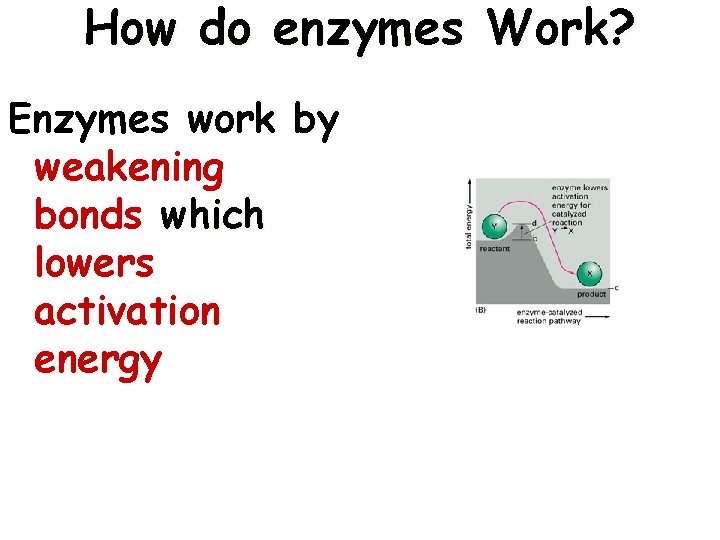 How do enzymes Work? Enzymes work by weakening bonds which lowers activation energy 5