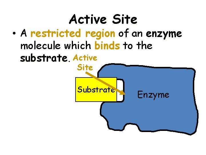 Active Site • A restricted region of an enzyme molecule which binds to the