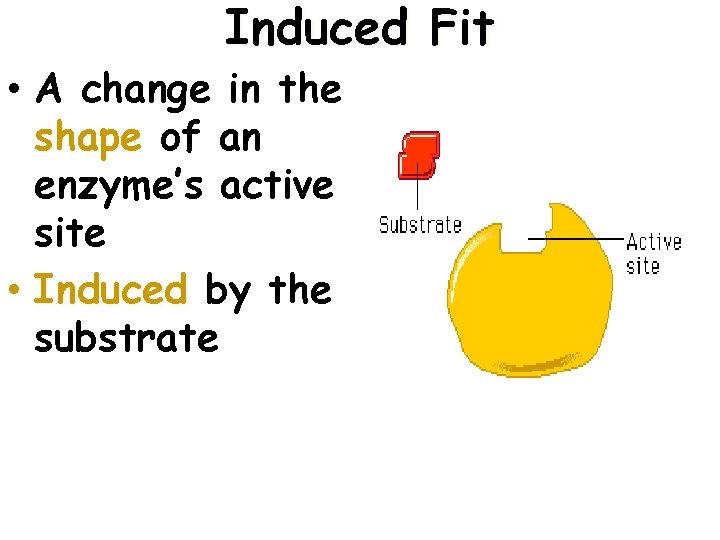 Induced Fit • A change in the shape of an enzyme’s active site •