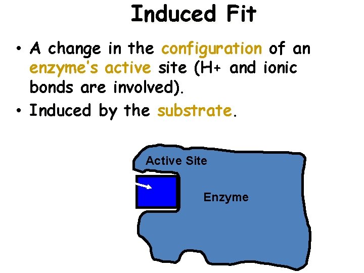 Induced Fit • A change in the configuration of an enzyme’s active site (H+