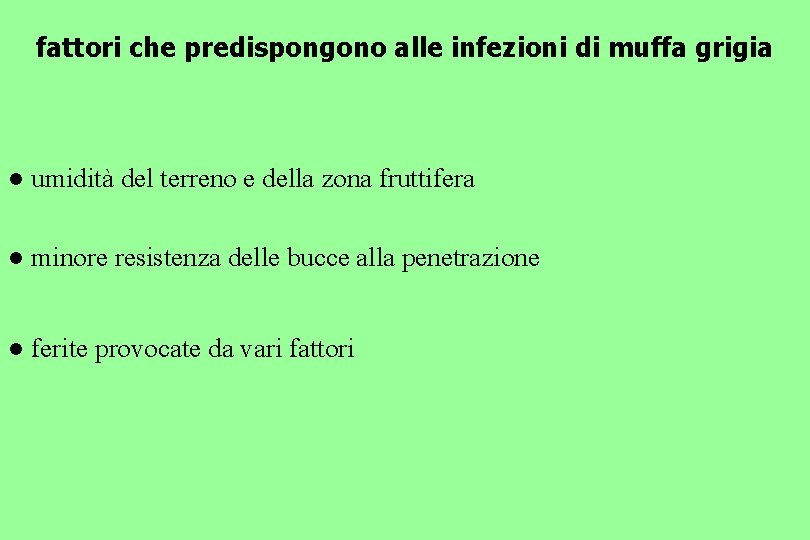 fattori che predispongono alle infezioni di muffa grigia ● umidità del terreno e della