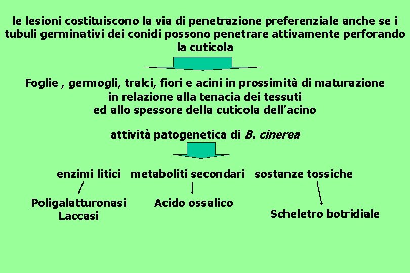 le lesioni costituiscono la via di penetrazione preferenziale anche se i tubuli germinativi dei