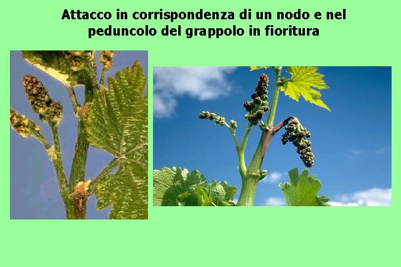 Attacco in corrispondenza di un nodo e nel peduncolo del grappolo in fioritura •