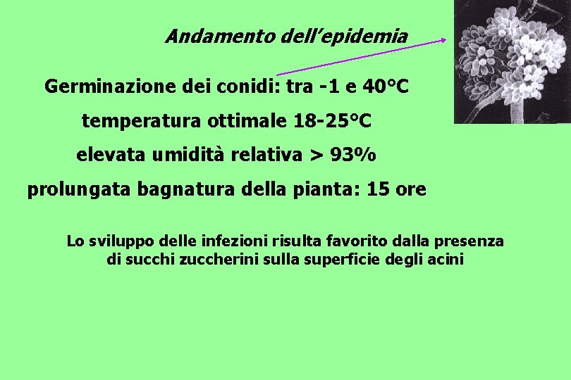 Andamento dell’epidemia Germinazione dei conidi: tra -1 e 40°C temperatura ottimale 18 -25°C elevata