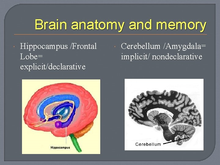 Brain anatomy and memory Hippocampus /Frontal Lobe= explicit/declarative Cerebellum /Amygdala= implicit/ nondeclarative 