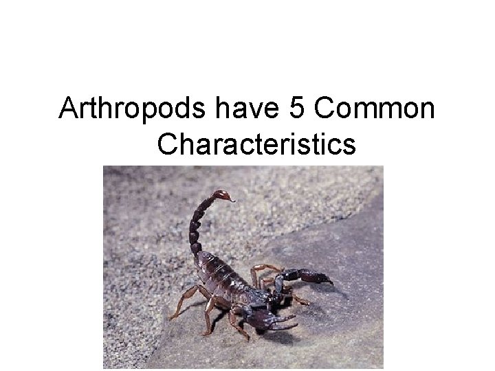 Arthropods have 5 Common Characteristics 