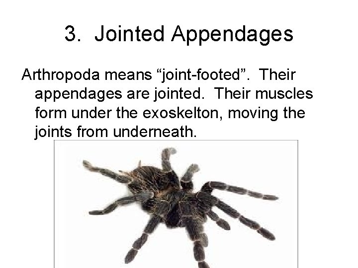 3. Jointed Appendages Arthropoda means “joint-footed”. Their appendages are jointed. Their muscles form under 3. Jointed Appendages Arthropoda means “joint-footed”. Their appendages are jointed. Their muscles form under