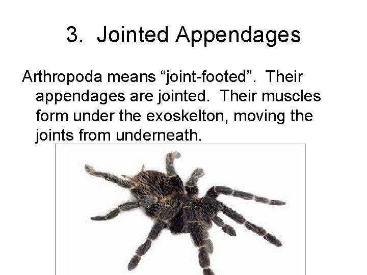 3. Jointed Appendages Arthropoda means “joint-footed”. Their appendages are jointed. Their muscles form under