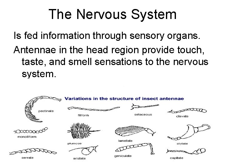 The Nervous System Is fed information through sensory organs. Antennae in the head region