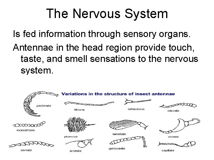 The Nervous System Is fed information through sensory organs. Antennae in the head region The Nervous System Is fed information through sensory organs. Antennae in the head region