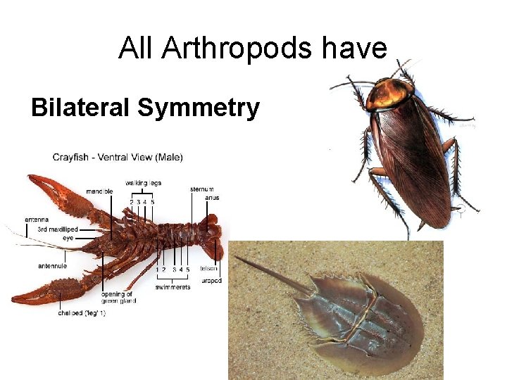 All Arthropods have Bilateral Symmetry All Arthropods have Bilateral Symmetry