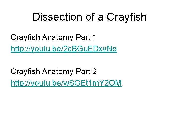 Dissection of a Crayfish Anatomy Part 1 http: //youtu. be/2 c. BGu. EDxv. No