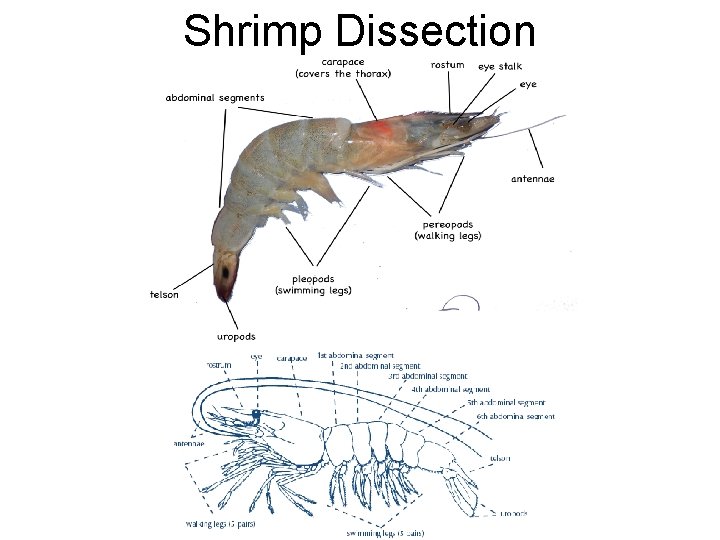 Shrimp Dissection 