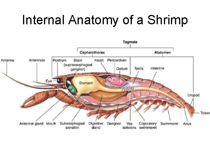 Internal Anatomy of a Shrimp 